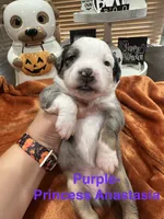Princess  Anastasia , a female Toy Australian Shepherd for sale in Lakeland, FL – 3 of 3