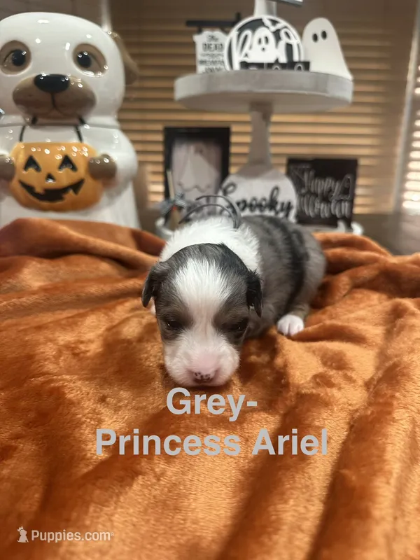 Princess Ariel – Toy Australian Shepherd puppy for sale in Lakeland, FL