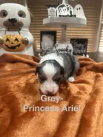 Princess Ariel, a female Toy Australian Shepherd for sale in Lakeland, FL – 1 of 3