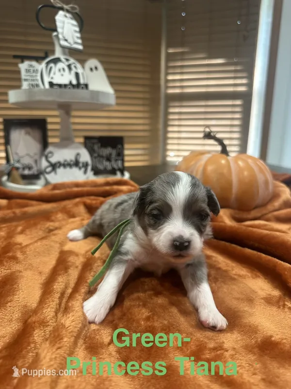 Princess Tiana – Toy Australian Shepherd puppy for sale in Lakeland, FL