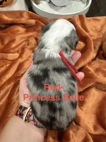 Princess Belle, a female Toy Australian Shepherd for sale in Lakeland, FL – 3 of 3