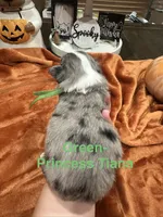 Princess Tiana, a female Toy Australian Shepherd for sale in Lakeland, FL – 3 of 3