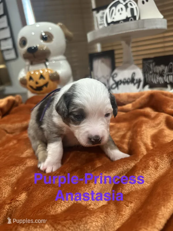Princess  Anastasia  – Toy Australian Shepherd puppy for sale in Lakeland, FL