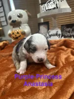 Princess  Anastasia , a female Toy Australian Shepherd for sale in Lakeland, FL – 1 of 3