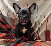 Bosco, a male French Bulldog for sale in Minneapolis, MN – 2 of 6