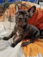 Bosco, a male French Bulldog for sale in Minneapolis, MN – 3 of 6
