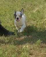 Charlie, a male French Bulldog for sale in Minneapolis, MN – 5 of 6