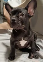 Bosco, a male French Bulldog for sale in Minneapolis, MN – 6 of 6