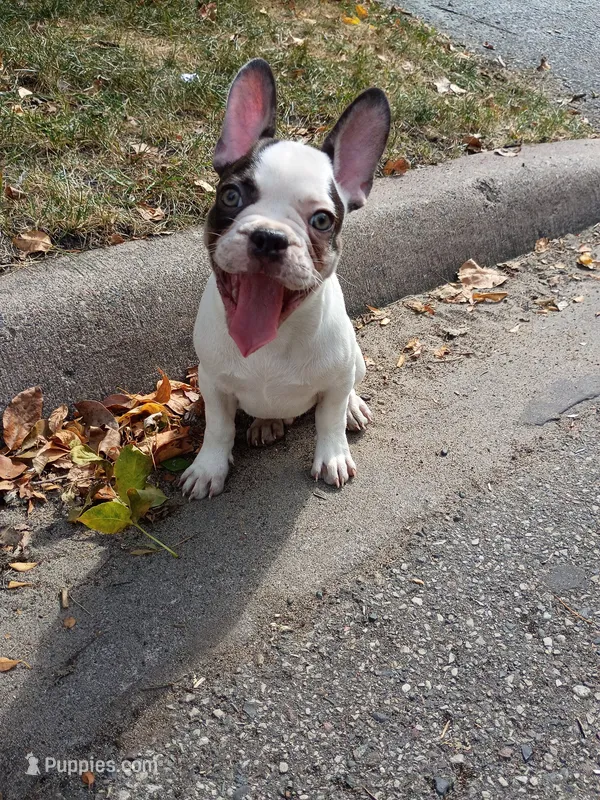 Charlie – French Bulldog puppy for sale in Minneapolis, MN