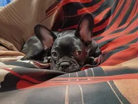 Bosco, a male French Bulldog for sale in Minneapolis, MN – 5 of 6