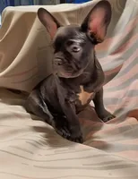 Bosco, a male French Bulldog for sale in Minneapolis, MN – 1 of 6