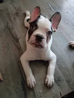 Charlie, a male French Bulldog for sale in Minneapolis, MN – 2 of 6