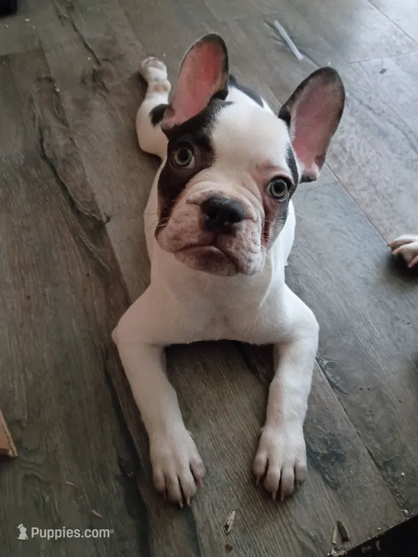 Charlie – French Bulldog puppy for sale in Minneapolis, MN