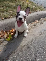 Charlie, a male French Bulldog for sale in Minneapolis, MN – 2 of 6