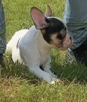 Charlie, a male French Bulldog for sale in Minneapolis, MN – 4 of 6