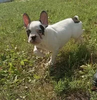 Charlie, a male French Bulldog for sale in Minneapolis, MN – 6 of 6