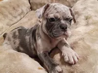 Kanan, a male French Bulldog for sale in Minnesota City, MN – 1 of 1