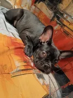 Bosco, a male French Bulldog for sale in Minneapolis, MN – 4 of 6