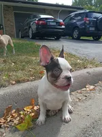 Charlie, a male French Bulldog for sale in Minneapolis, MN – 3 of 6