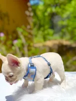 GUSTAV Fluffy Platinum🍒fluffy new shade Isabella tan producer, a male French Bulldog for sale in Tucson, AZ – 3 of 3