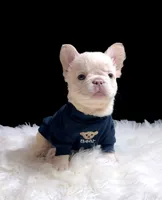 GUSTAV Fluffy Platinum (Lilac tan in cream) 🍒 cherry tan prod. + Bbc , a male French Bulldog for sale in Tucson, AZ – 2 of 3