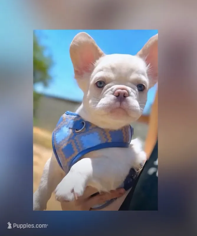 GUSTAV Fluffy Platinum🍒fluffy new shade Isabella tan producer – French Bulldog puppy for sale in Tucson, AZ