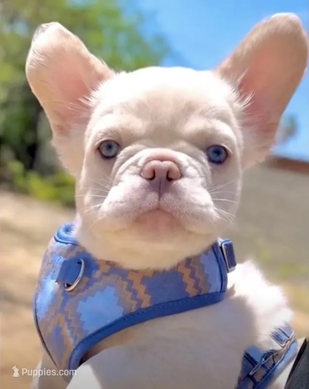 GUSTAV Fluffy Platinum🍒 cherry tan +Bb – French Bulldog puppy for sale in Tucson, AZ