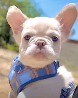 GUSTAV Fluffy Platinum🍒 cherry tan +Bb, a male French Bulldog for sale in Tucson, AZ – 1 of 2