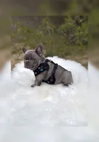 DEAN Solid lilac  Bb + fluffy Ll4, a male French Bulldog for sale in Tucson, AZ – Photo 2 of 6