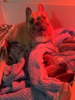 DEAN Solid lilac  Bb + fluffy Ll4, a male French Bulldog for sale in Tucson, AZ – Photo 5 of 6