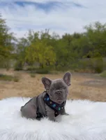 DEAN Solid lilac  Bb + fluffy Ll4, a male French Bulldog for sale in Tucson, AZ – Photo 3 of 6