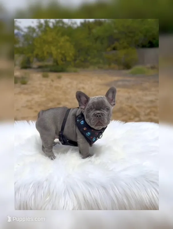 DEAN Solid lilac  Bb + fluffy Ll4 – French Bulldog puppy for sale in Tucson, AZ