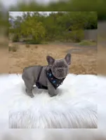 DEAN Solid lilac  Bb + fluffy Ll4, a male French Bulldog for sale in Tucson, AZ – Photo 4 of 6