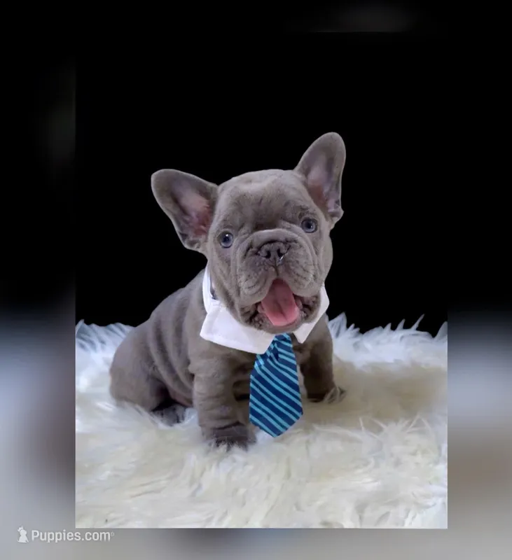 DEAN Solid lilac  Bb + fluffy Ll4 – French Bulldog puppy for sale in Tucson, AZ