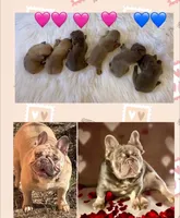 DEAN Solid lilac  Bb + fluffy Ll4, a male French Bulldog for sale in Tucson, AZ – Photo 6 of 6