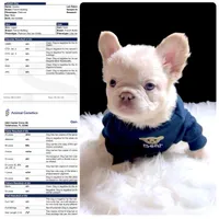 GUSTAV Fluffy Platinum (Lilac tan in cream) 🍒 cherry tan prod. + Bbc , a male French Bulldog for sale in Tucson, AZ – 1 of 3