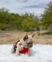 TORI Lilac fawn Bb + Fluffy Ll4, a female French Bulldog for sale in Tucson, AZ – Photo 3 of 6