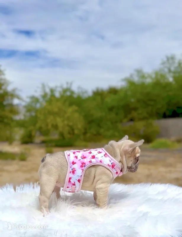 TORI Lilac fawn Bb + Fluffy Ll4 – French Bulldog puppy for sale in Tucson, AZ