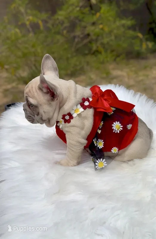 TORI Lilac fawn Bb + Fluffy Ll4 – French Bulldog puppy for sale in Tucson, AZ