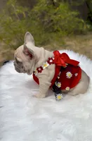 TORI Lilac fawn Bb + Fluffy Ll4, a female French Bulldog for sale in Tucson, AZ – Photo 1 of 6
