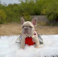 TORI Lilac fawn Bb + Fluffy Ll4, a female French Bulldog for sale in Tucson, AZ – Photo 2 of 6