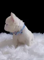 GEORGE Fluffy Platinum ON HOLD, a male French Bulldog for sale in Tucson, AZ – 3 of 3