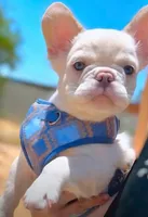 GUSTAV Fluffy Platinum🍒 cherry tan +Bb, a male French Bulldog for sale in Tucson, AZ – 2 of 2