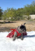 TESSA Lilac solid Bb + Fluffy Ll4, a female French Bulldog for sale in Tucson, AZ – Photo 2 of 6