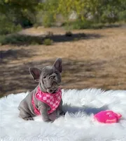 TESSA Lilac solid Bb + Fluffy Ll4 RESERVED, a female French Bulldog for sale in Tucson, AZ – 3 of 9