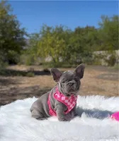 TESSA Lilac solid Bb + Fluffy Ll4 RESERVED, a female French Bulldog for sale in Tucson, AZ – 2 of 9