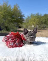 TESSA Lilac solid Bb + Fluffy Ll4, a female French Bulldog for sale in Tucson, AZ – Photo 4 of 6