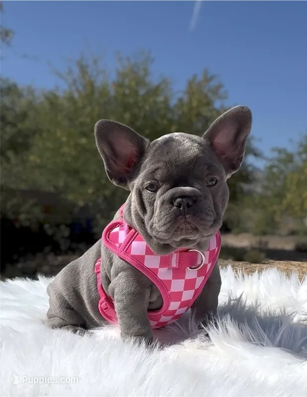 TESSA Lilac solid Bb + Fluffy Ll4 – French Bulldog puppy for sale in Tucson, AZ