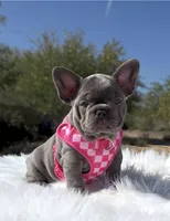 TESSA Lilac solid Bb + Fluffy Ll4 RESERVED, a female French Bulldog for sale in Tucson, AZ – 1 of 9