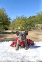 TESSA Lilac solid Bb + Fluffy Ll4, a female French Bulldog for sale in Tucson, AZ – Photo 3 of 6